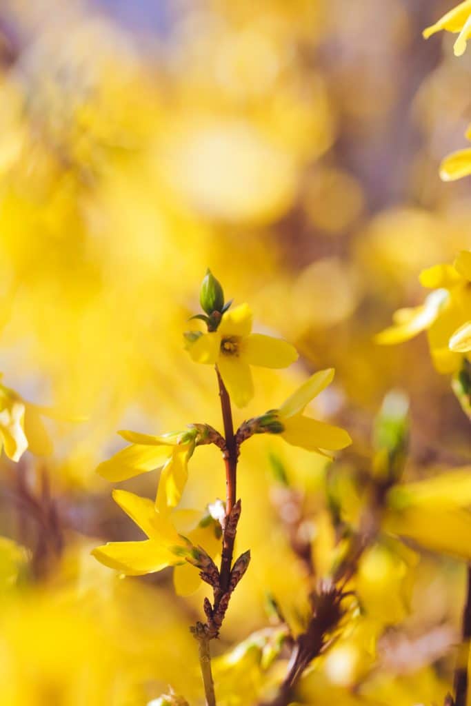 Tricks für deinen Garten. Schnell wachsende Blüher in Farbe gelb.
