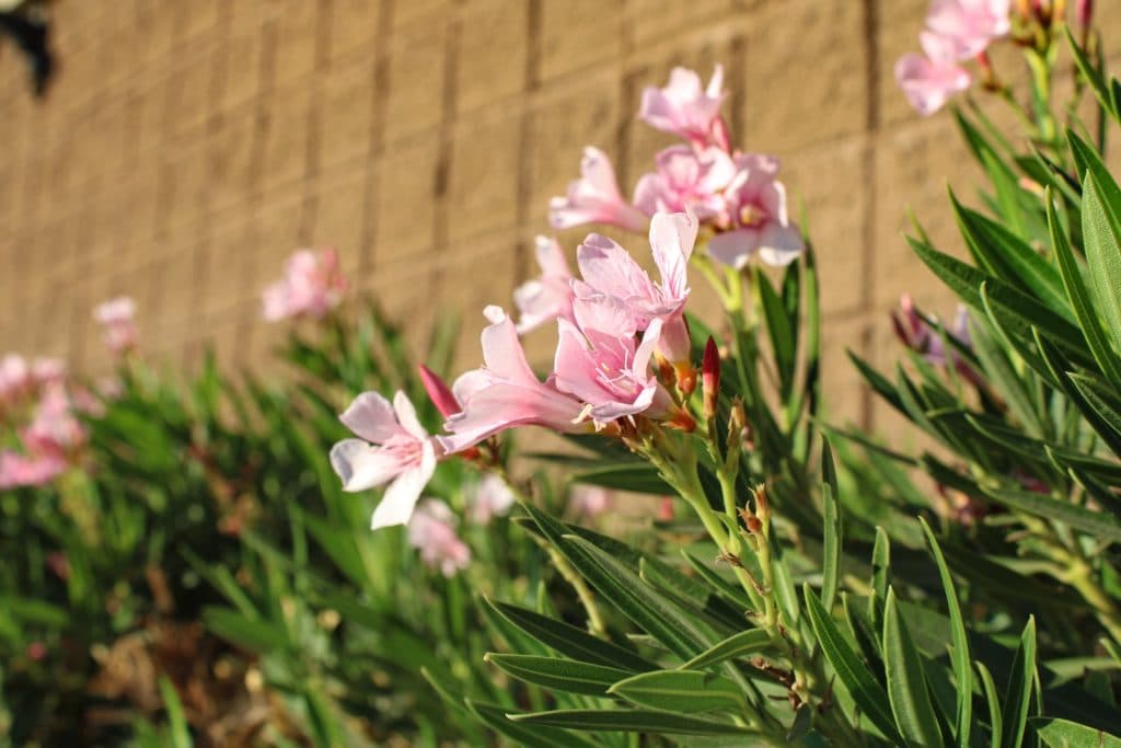 Tricks für deinen Garten. Oleander sind perfekt geeignet um sie auf Terrassenplatten zu stellen